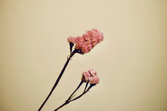Deux fleurs séchées roses sur un fond sable