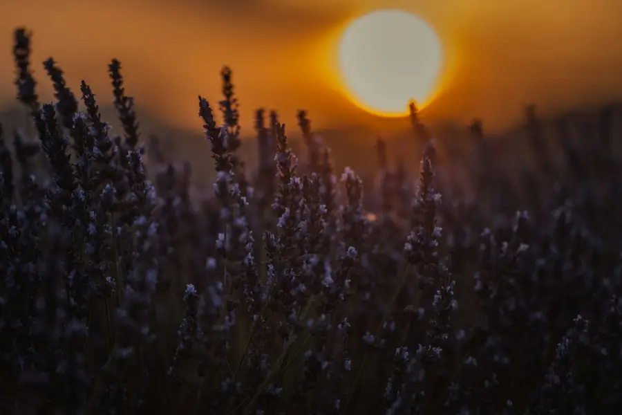 Un champ de lavande au coucher du soleil