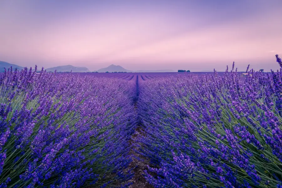 Des rangées de lavande sous un ciel rose, en Provence